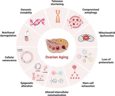 Mechanisms of mitochondrial dysfunction in ovarian aging and potential interventions